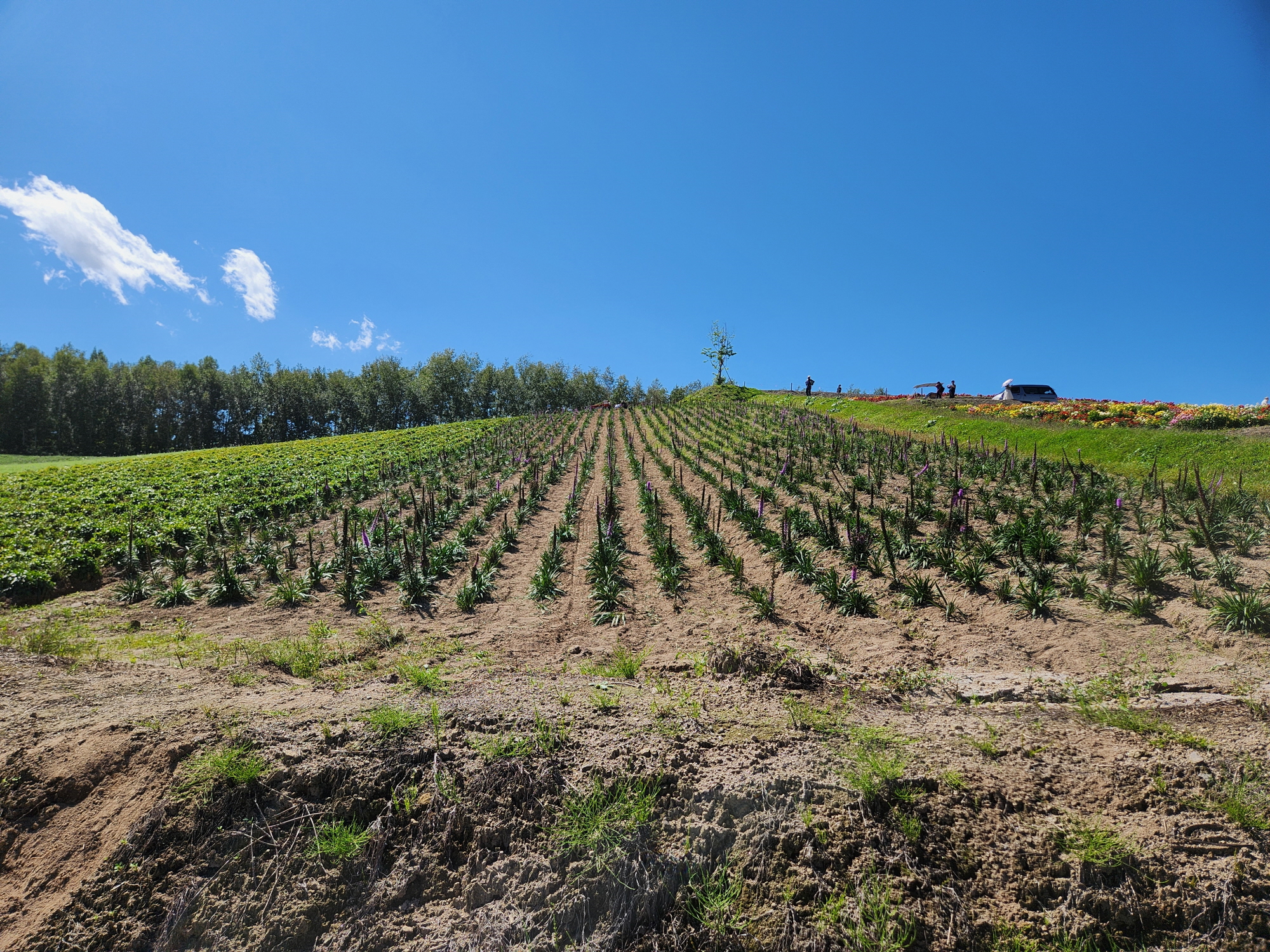 사계체 언덕 - 24