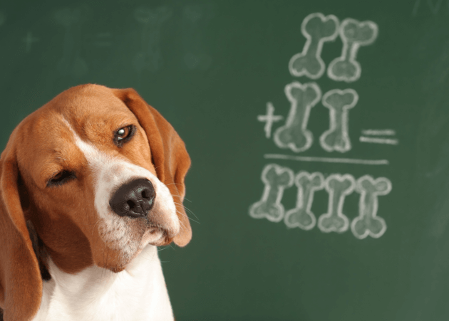 강아지가 학습하는 방식 이미지