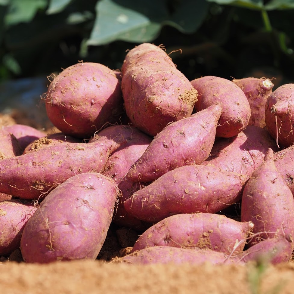 근육량 늘리는 방법