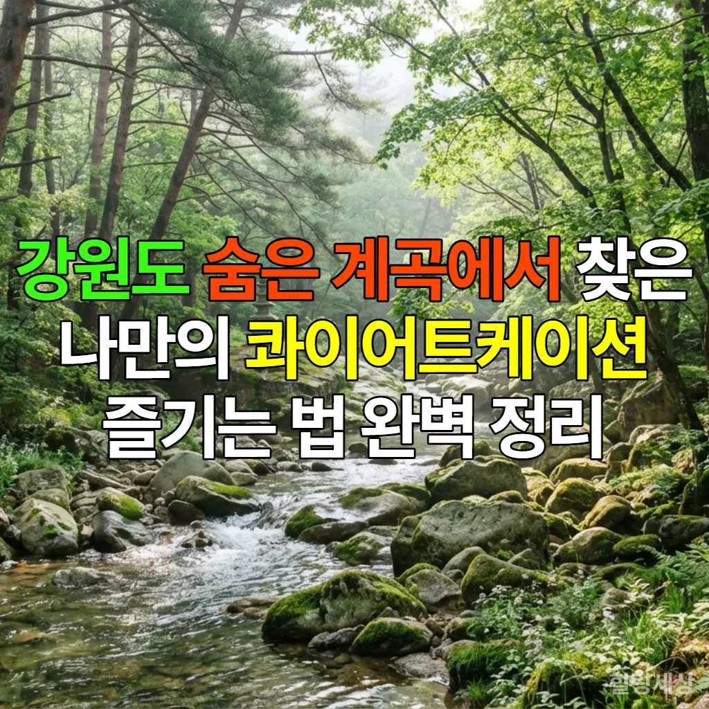 강원도 숨은 계곡의 맑은 물과 울창한 숲 전경