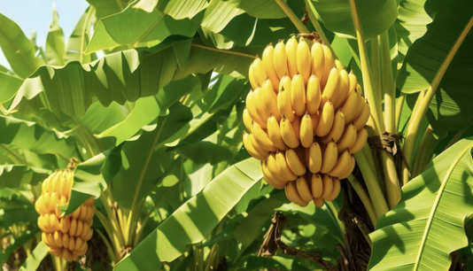 바나나 (Banana)