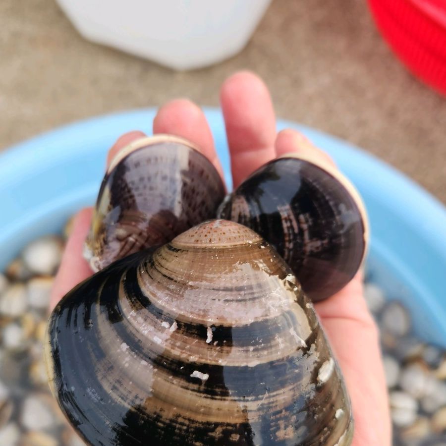 춘장대해수욕장