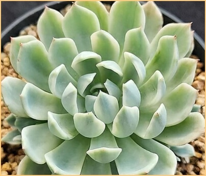 크리산테멈