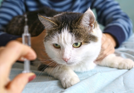 백신 접종되기 전의 고양이.