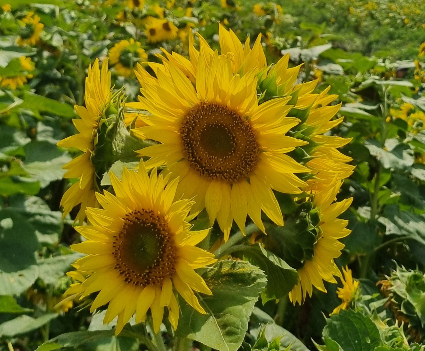 햇빛 아래 활짝 핀 해바라기 꽃