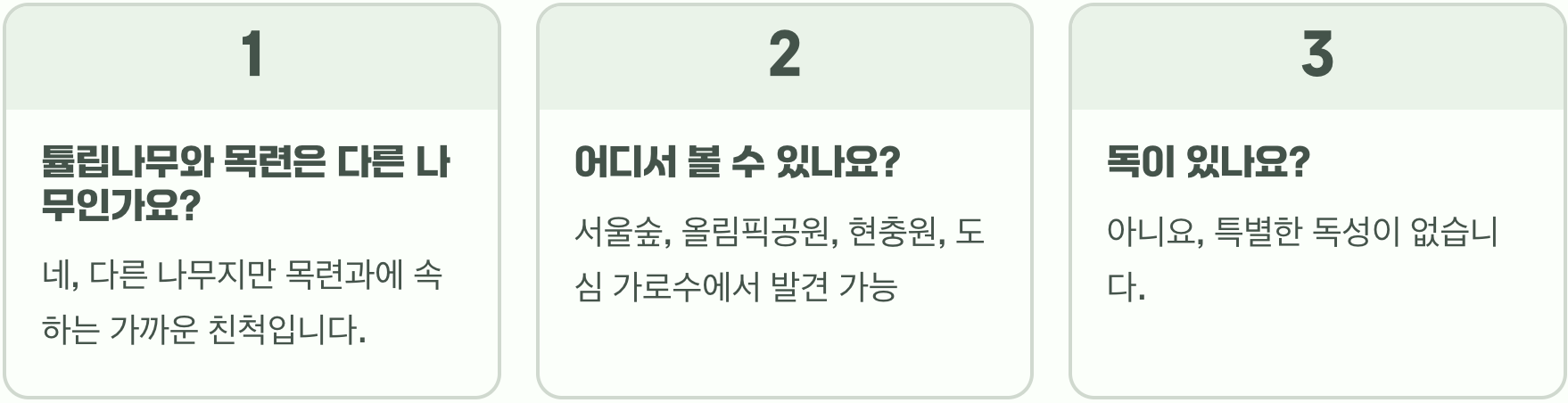 튤립나무 꽃 피는 시기, 노란 튤립이 나무에 주렁주렁!