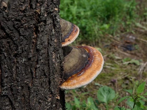상황버섯 간 기능 보호
