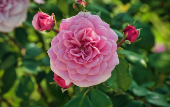 삼척 장미축제 일정 2025 15