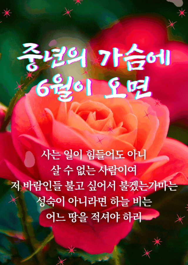중년의 가슴에 6월이 오면 글귀 이미지, 붉은 장미꽃 배경에 감성적인 시가 담긴 이미지