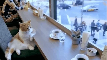 귀여운 고양이 움짤