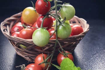 토마토 방울 토마토 키우기, 파종/육묘/지지대/가지치기/병충해