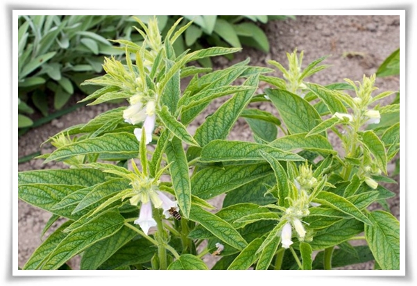 텃밭 &quot;5월, 참깨 심으세요!&quot; 향긋한 꼬소함이 톡톡, 텃밭에서 직접 키우기!