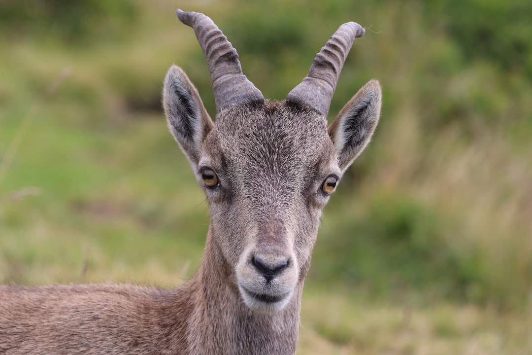 Capricorn