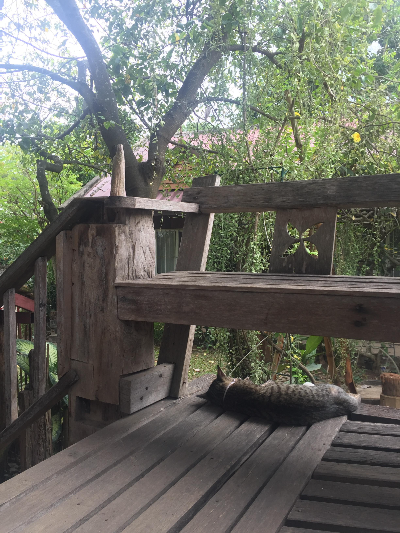 태국 치앙마이 숙소 추천 hidden space 반캉왓 왓우몽 고양이