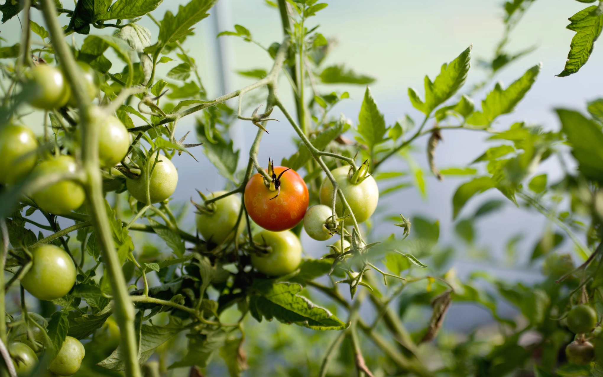 대저토마토 보관
