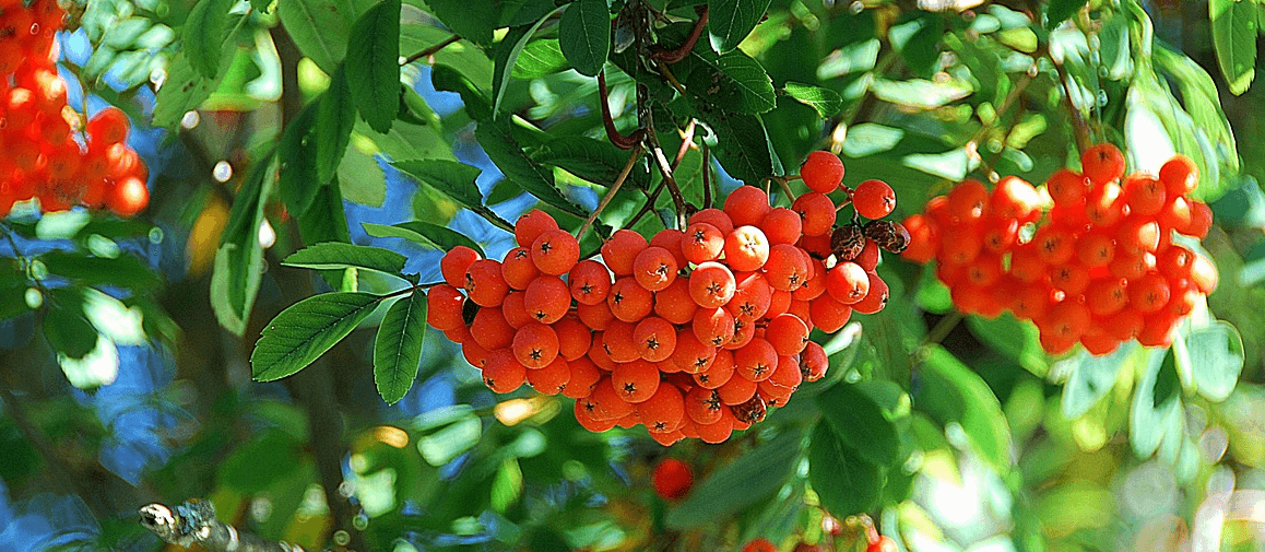 마가목 사진 - 12