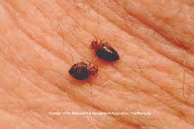 빈대 지도와 빈대맵 지도 사이트 이용하는법 빈대 예방 증상 치료법 퇴치법 총정리 방역업체 추천 빈대 살충제 제거제 추천 빈대 스팀 제품 추천