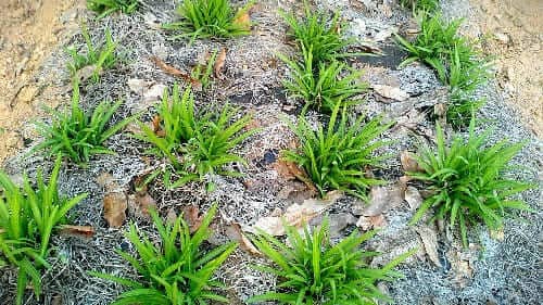 삼채재배-월동삼채-생장모습