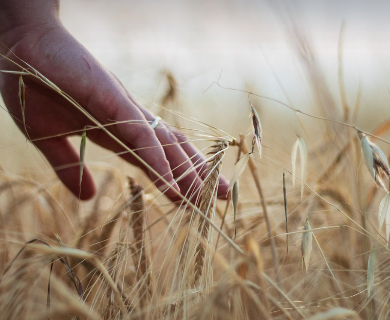 수직농업 (농업 관련 사진)