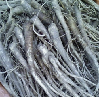 도라지 효능 부작용 고르는법 먹는법 꽃 총정리