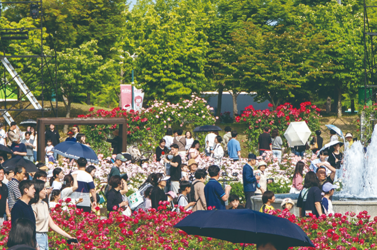 울산대공원 장미축제 관련 사진