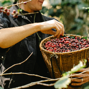 커피 원두 읽기 _ 원두 등급