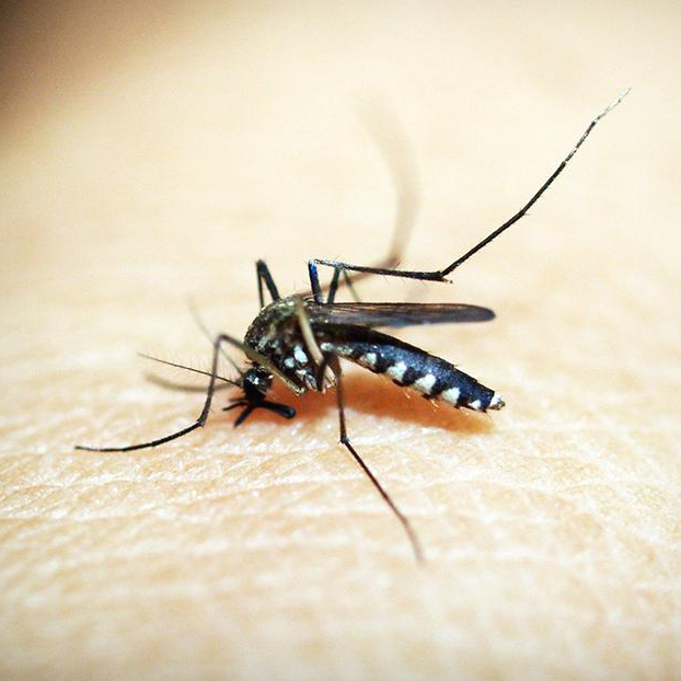 풍토병 원인 모기
