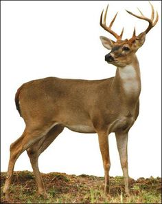 혈관에 좋은 영양제 혈관청소에 좋은 음식, 혈관에 좋은 약초