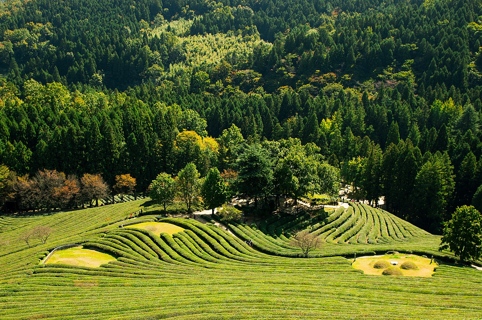 보성 가볼만한 곳