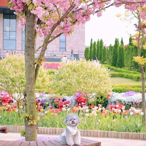 용인 자작나무숲 봄꽃축제 02