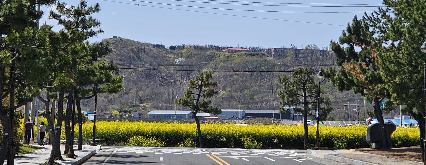 포항 호미곶 유채꽃에 바다를 담다