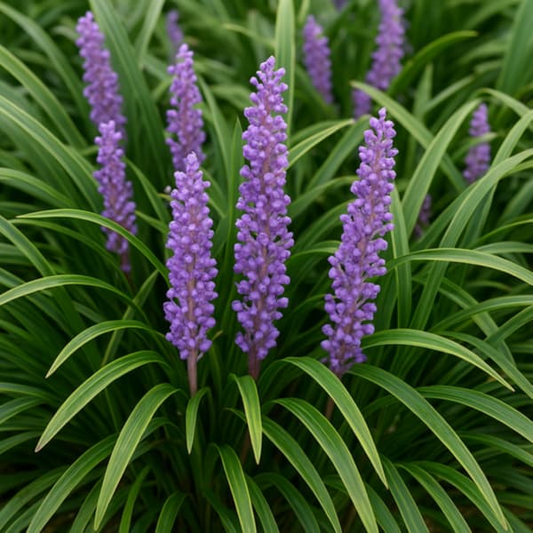 맥문동 효능, 부작용, 먹는방법 총정리