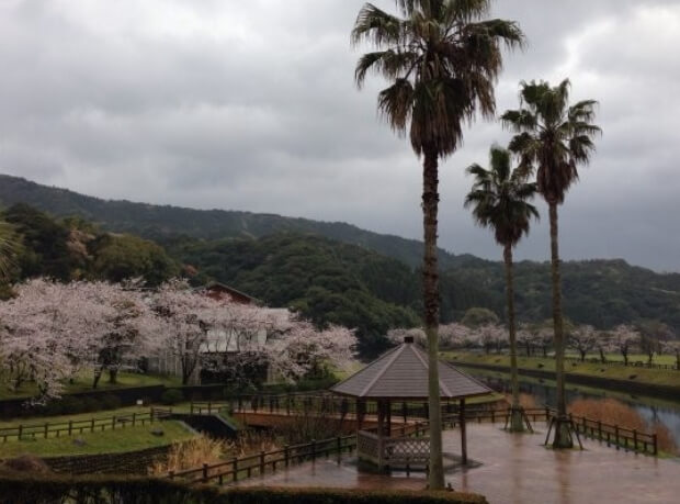 가고시마 벚꽃명소