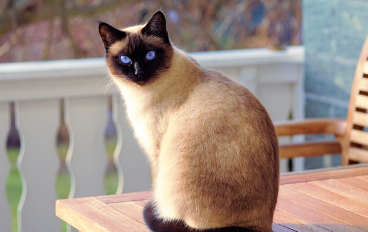 24시-동물병원-찾기