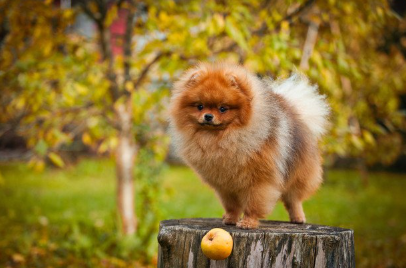 그루터기 위에 서 있는 포메라니안.