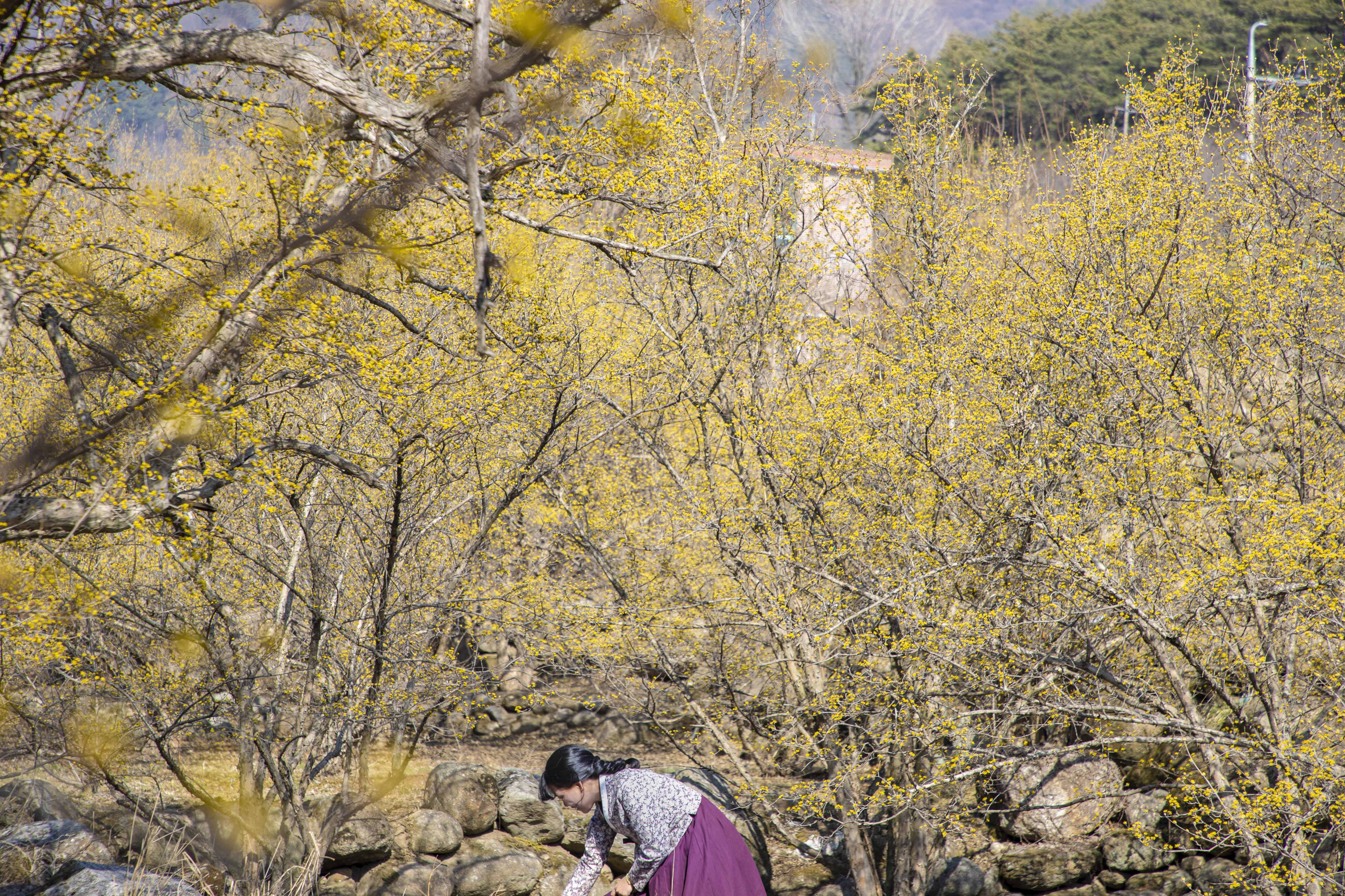 2023년 구례 산수유축제 총정리