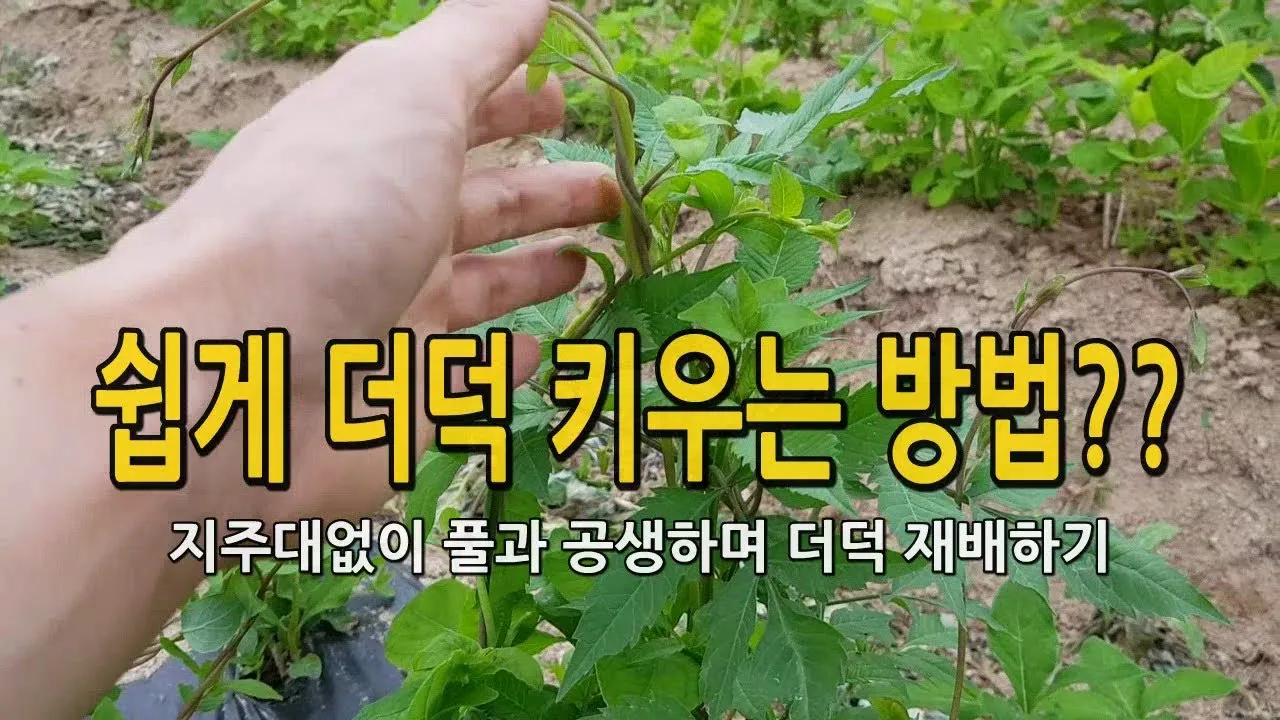 더덕 재배 그늘 재배 토심 확보 줄기 관리_1