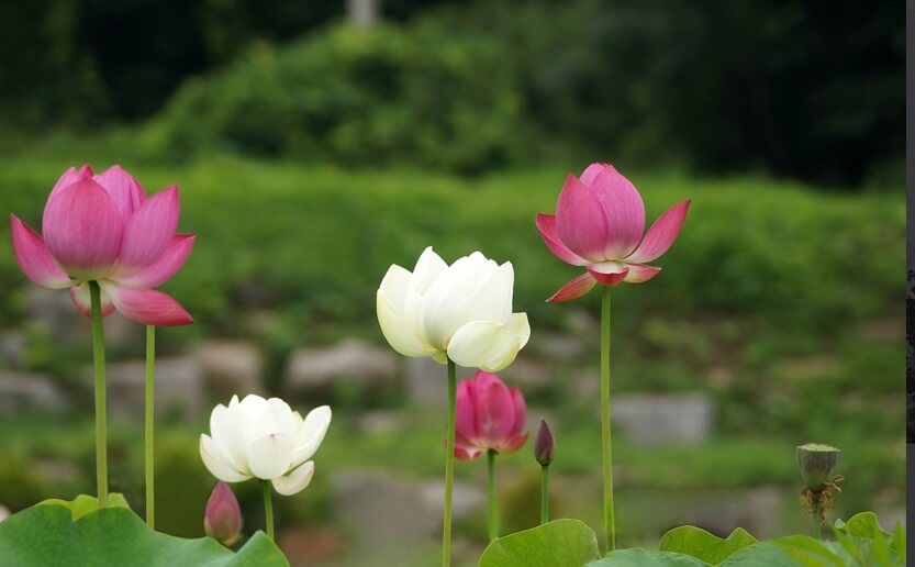 완주 송광사 : 북동으로는 산세가 연이어져 있고, 남서로는 황해 바다까지 평야로 연결된 승지 중의 승지
