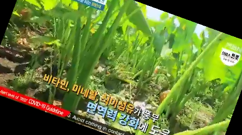 토란대 삶는 법 독성