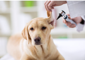 개 귀에 응어리 종기가 있다