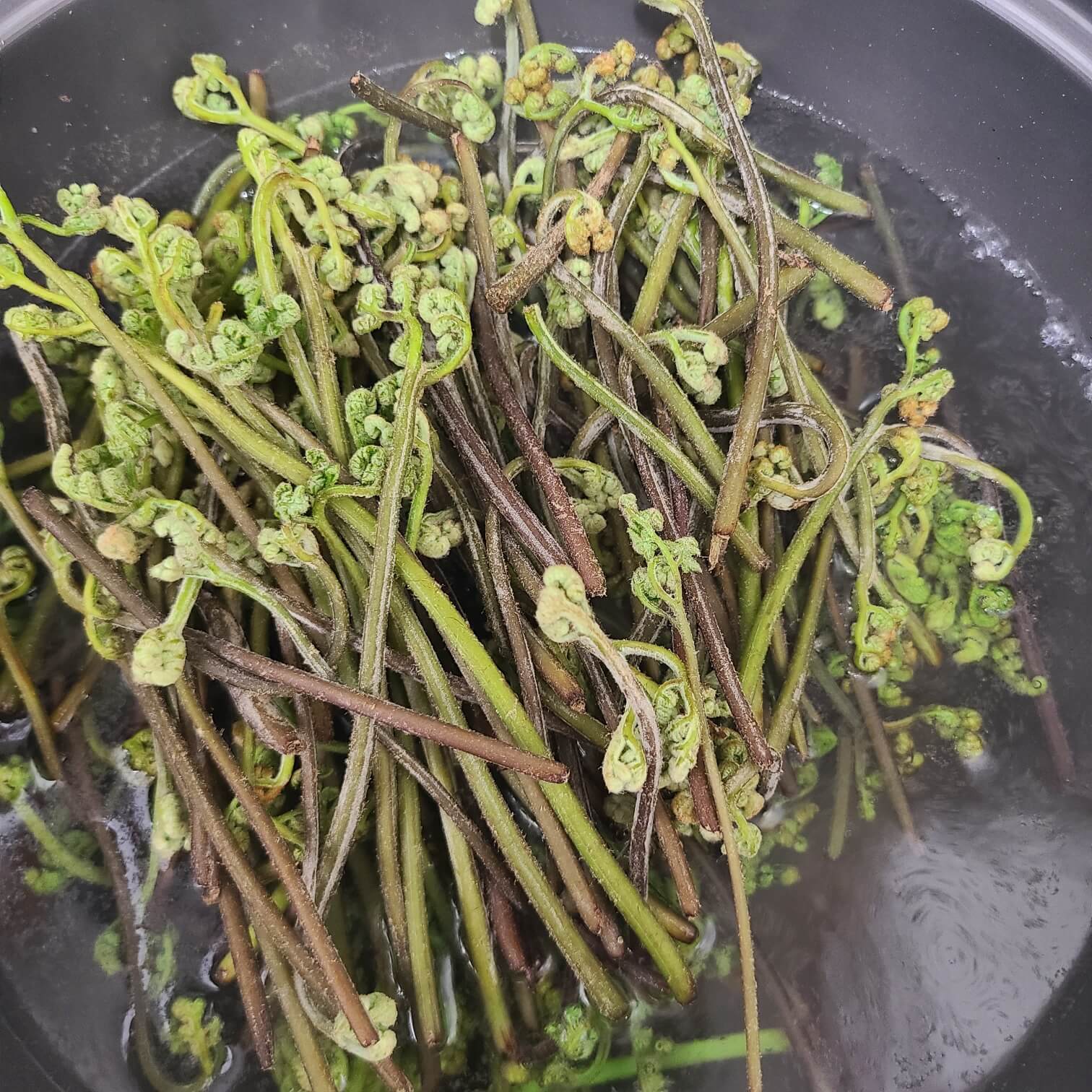 생고사리 독성 제거