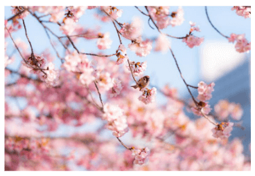 아산 신정호 둘레길 걷기대회 신청