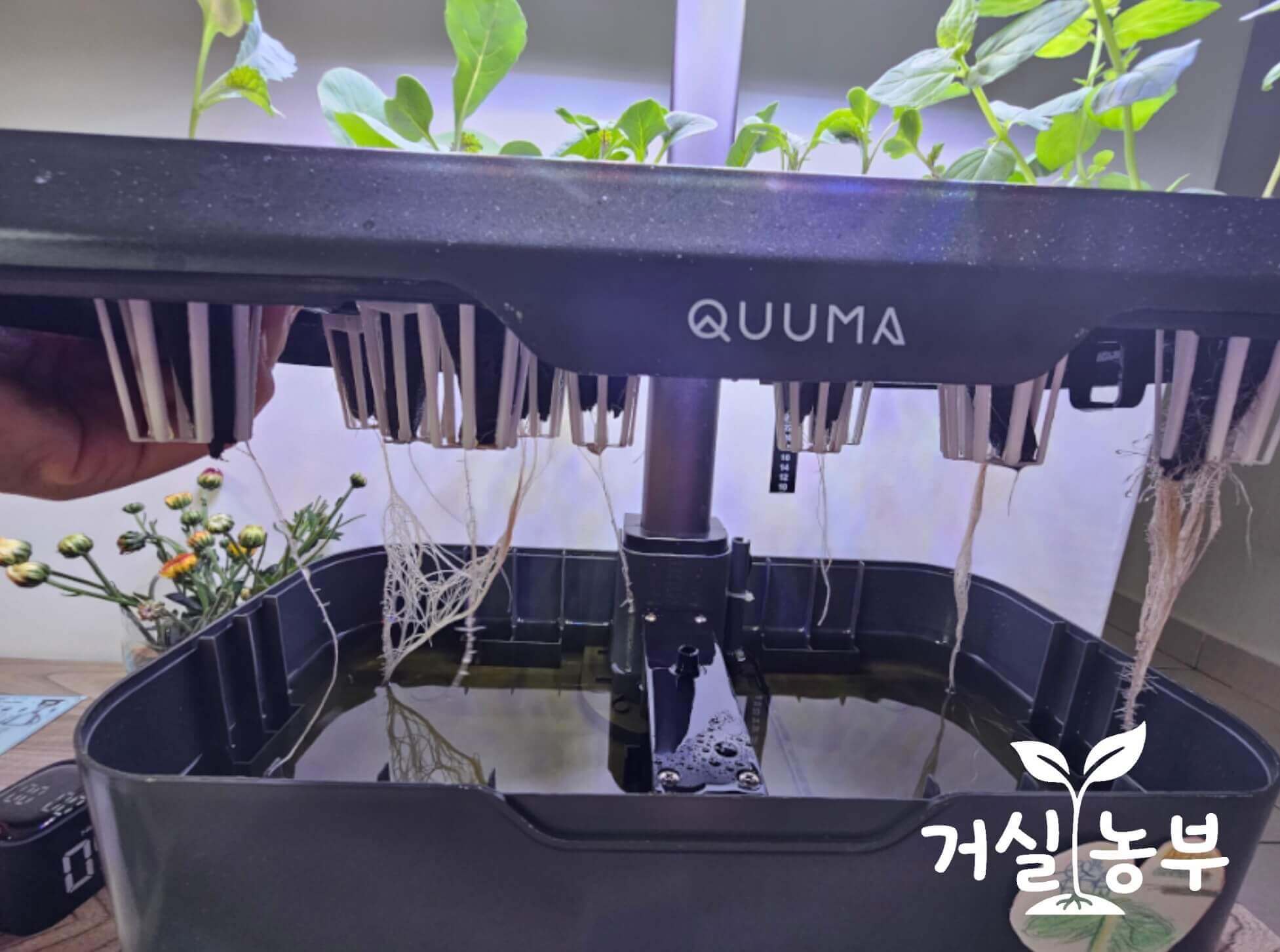 TDS 1982ppm 측정 당시 QUUMA 수경재배기 식물 뿌리 상태