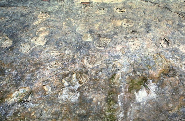 해남 공룡박물관