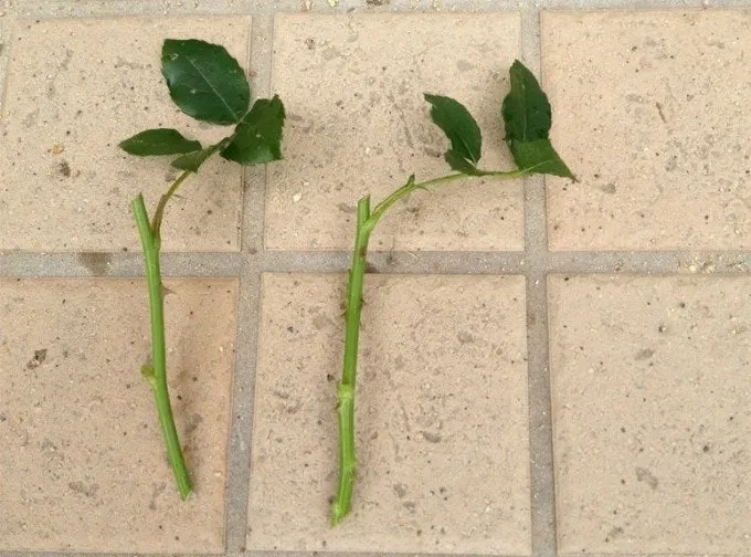 장미 삽목하는 방법 집에서 쉽게 번식하는 팁_2