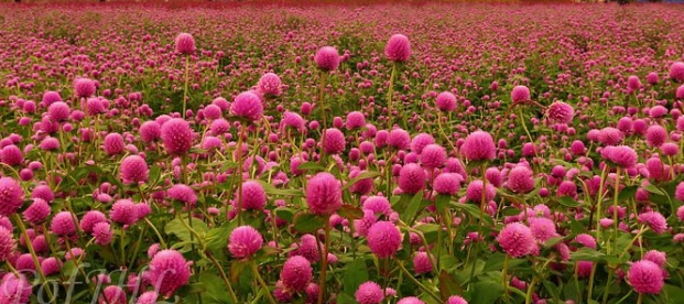 양주나리공원 천일홍