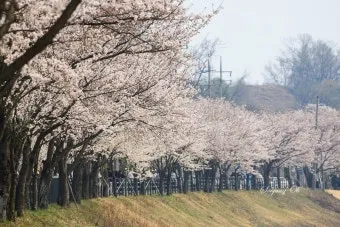 경기도 봄 여행지 추천 10곳 완벽 코스 가이드북_8