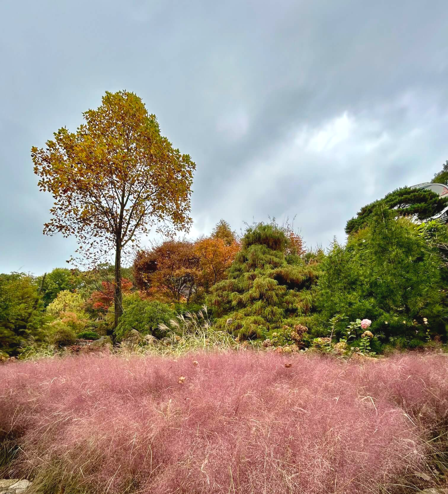 2024년 화담숲 10월 말 가을 단풍 핑크뮬리2