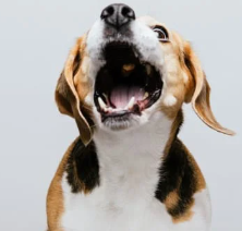 강아지 꿈해몽 개꿈 의미