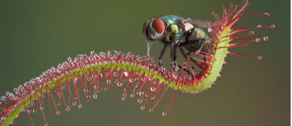 끈끈이주걱 Sundews 벌레잡이 식물